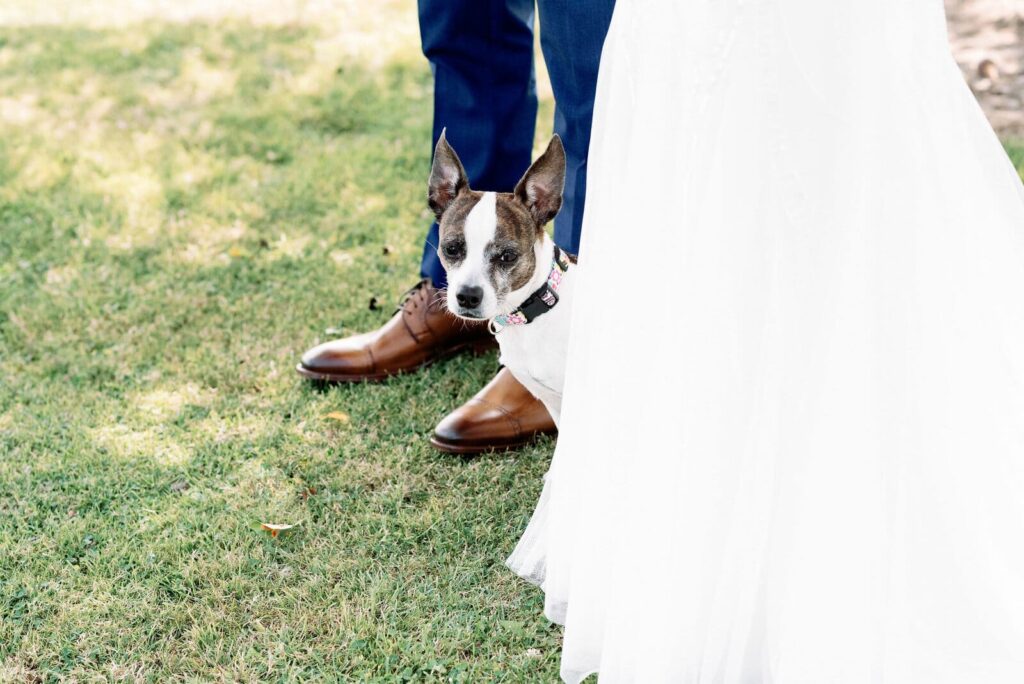 Bride and groom play with puppy dog pipers heath wedding toronto wedding venue jacqueline james photography