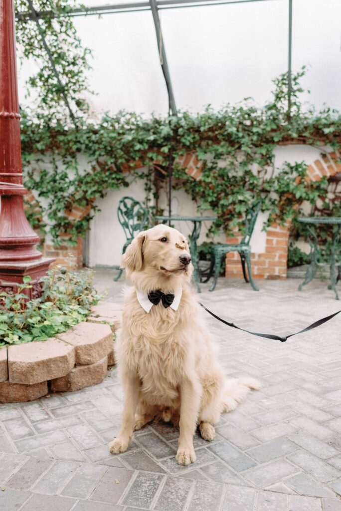Dog waits with treat on nose patiently Madison Greenhouse Wedding Newmarket Toronto Wedding Venue Jacqueline James Photography