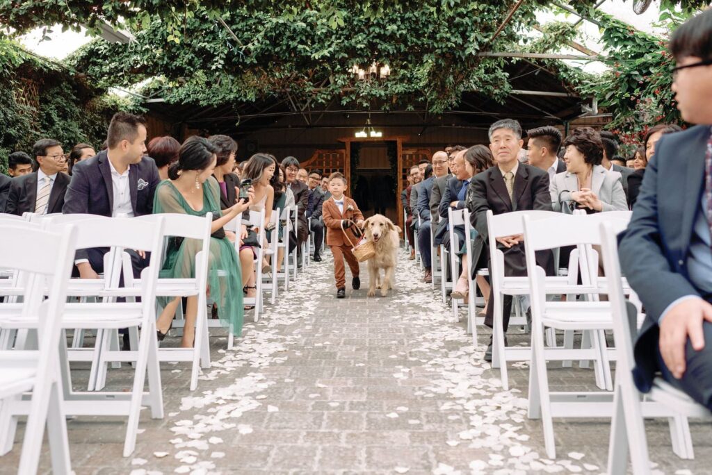 Puppy dog and ring bearer enter ceremony Madison Greenhouse Wedding Newmarket Toronto Wedding Venue Jacqueline James Photography
