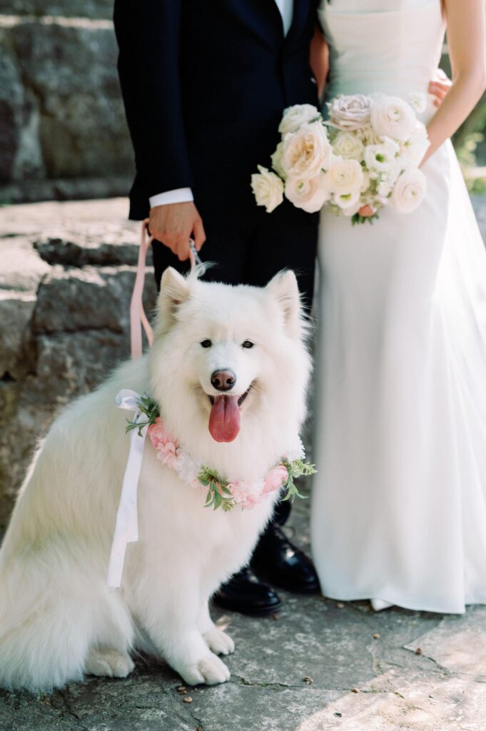 portraits with dog on wedding day puppy black dog weddings dog handler at whistle bear golf club wedding cambridge